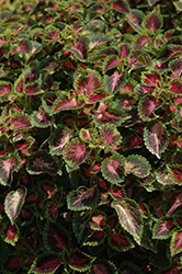 PartyTime Pink Berry Coleus (Solenostemon scutellarioides 'PartyTime Pink Berry') at Lakeshore Garden Centres
