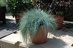 Festina Blue Fescue (Festuca glauca 'Festina') at Lakeshore Garden Centres