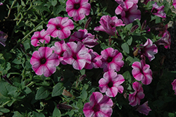 Glow Rose Stardust Petunia (Petunia 'Glow Rose Stardust') at Lakeshore Garden Centres