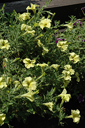 Happy Classic Marble Yellow Petunia (Petunia 'Happy Classic Marble Yellow') at Lakeshore Garden Centres