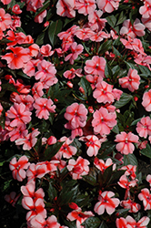 Florific Sweet Orange New Guinea Impatiens (Impatiens hawkeri 'Florific Sweet Orange') at Lakeshore Garden Centres