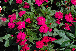 Florific Violet New Guinea Impatiens (Impatiens hawkeri 'Florific Violet') at Lakeshore Garden Centres