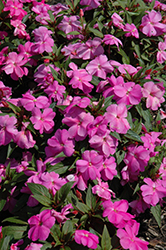 Florific Lavender New Guinea Impatiens (Impatiens hawkeri 'Florific Lavender') at Lakeshore Garden Centres