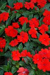 Divine Orange New Guinea Impatiens (Impatiens hawkeri 'Divine Orange') at Lakeshore Garden Centres