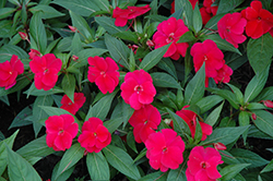 Divine Cherry Red New Guinea Impatiens (Impatiens hawkeri 'Divine Cherry Red') at Lakeshore Garden Centres