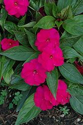 Divine Burgundy New Guinea Impatiens (Impatiens hawkeri 'Divine Burgundy') at Lakeshore Garden Centres