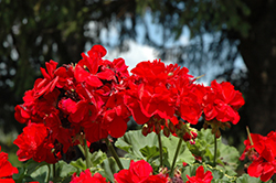 Dynamo Dark Red Geranium (Pelargonium 'Tosdyndredi') at Lakeshore Garden Centres