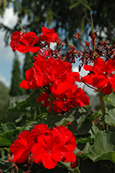 Fantasia Cardinal Red Geranium (Pelargonium 'Fantasia Cardinal Red') at Lakeshore Garden Centres