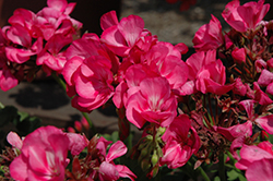 Survivor Rose Splash Geranium (Pelargonium 'Survivor Rose Splash') at Lakeshore Garden Centres