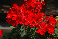 Tango Red Geranium (Pelargonium 'Tango Red') at Lakeshore Garden Centres