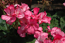 Big EEZE Neon Geranium (Pelargonium 'Big EEZE Neon') at Lakeshore Garden Centres
