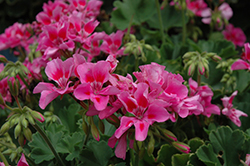 Cumbanita Rose Splash Geranium (Pelargonium 'Cumbanita Rose Splash') at Lakeshore Garden Centres