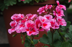 Sarita Lilac Spash Geranium (Pelargonium 'Sarita Lilac Splash') at Lakeshore Garden Centres