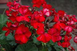 Sarita Sunstar Red Geranium (Pelargonium 'Sarita Sunstar Red') at Lakeshore Garden Centres