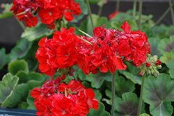 Brocade Fire Geranium (Pelargonium 'Brocade Fire') at Lakeshore Garden Centres