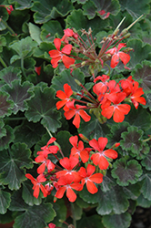 Brocade Dark Fire Geranium (Pelargonium 'Brocade Dark Fire') at Lakeshore Garden Centres