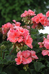 Fantasia Salmon Geranium (Pelargonium 'Fantasia Salmon') at Lakeshore Garden Centres