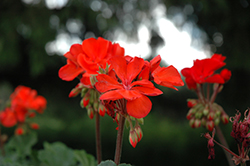 Presto Salmon Geranium (Pelargonium 'Presto Salmon') at Lakeshore Garden Centres