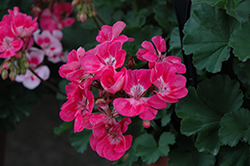Presto Pink Eye Geranium (Pelargonium 'Presto Pink Eye') at Lakeshore Garden Centres