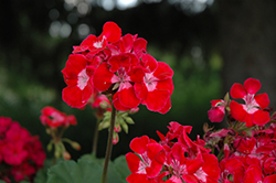 Moonlight Strawberry Blush Geranium (Pelargonium 'Moonlight Strawberry Blush') at Lakeshore Garden Centres