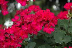 Moonlight Violet Geranium (Pelargonium 'Moonlight Violet') at Lakeshore Garden Centres