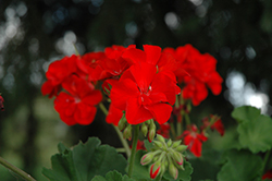 Sunrise Bright Scarlet Geranium (Pelargonium 'Sunrise Bright Scarlet') at Lakeshore Garden Centres