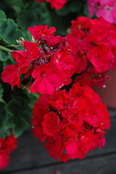 Sunrise Fuchsia Geranium (Pelargonium 'Sunrise Fuchsia') at Lakeshore Garden Centres