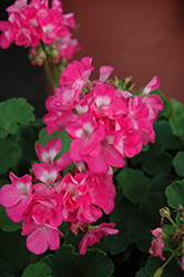 Sunrise Hot Pink Geranium (Pelargonium 'Sunrise Hot Pink') at Lakeshore Garden Centres