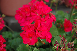 Sunrise XL Purple Rose Geranium (Pelargonium 'Sunrise XL Purple Rose') at Lakeshore Garden Centres