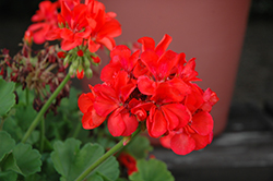 Pinnacle Coral Geranium (Pelargonium 'Pinnacle Coral') at Lakeshore Garden Centres