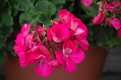Survivor Blue Geranium (Pelargonium 'Survivor Blue') at Lakeshore Garden Centres