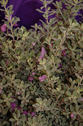Desperado Sage (Salvia 'Desperado') at Lakeshore Garden Centres