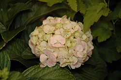 Sweetheart Halo Hydrangea (Hydrangea macrophylla 'Sweetheart Halo') at Lakeshore Garden Centres