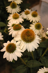 Snow Bomb Coneflower (Echinacea 'Snow Bomb') at Lakeshore Garden Centres