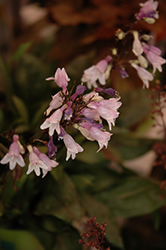 Pink Prima Donna Beard Tongue (Penstemon 'Pink Prima Donna') at Lakeshore Garden Centres