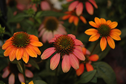 Spice Fest Coneflower (Echinacea 'Cheyenne Spirit') at Lakeshore Garden Centres