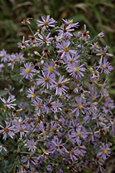 Lindley's Aster (Symphyotrichum ciliolatum) at Lakeshore Garden Centres