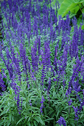 Victoria Blue Salvia (Salvia farinacea 'Victoria Blue') at Lakeshore Garden Centres