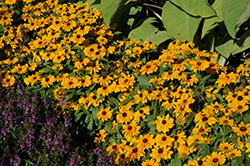 Tiger Eye Gold Coneflower (Rudbeckia hirta 'Tiger Eye Gold') at Lakeshore Garden Centres