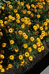 Sundaze Golden Beauty Strawflower (Bracteantha bracteata 'Sundaze Golden Beauty') at Lakeshore Garden Centres