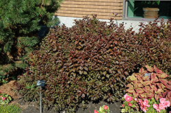 Naomi Campbell Weigela (Weigela florida 'Bokrashine') at Lakeshore Garden Centres