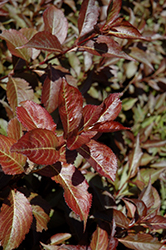 Naomi Campbell Weigela (Weigela florida 'Bokrashine') at Lakeshore Garden Centres