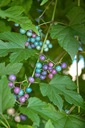 Porcelain Berry (Ampelopsis brevipedunculata) at Lakeshore Garden Centres