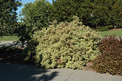 Cream Cracker Dogwood (Cornus alba 'Cream Cracker') at Lakeshore Garden Centres
