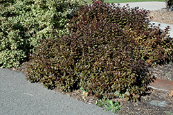 Minor Black Weigela (Weigela florida 'Minor Black') at Lakeshore Garden Centres