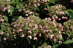 Burgundy Lace Hydrangea (Hydrangea paniculata 'Burgundy Lace') at Lakeshore Garden Centres
