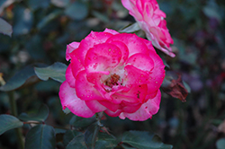 Nicole Rose (Rosa 'KORicole') at Lakeshore Garden Centres