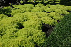 Lemon Ball Stonecrop (Sedum rupestre 'Lemon Ball') at Lakeshore Garden Centres