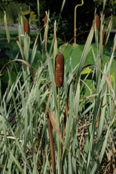 Variegated Cattail (Typha latifolia 'Variegata') at Lakeshore Garden Centres