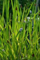Knotted Spikerush (Eleocharis interstincta) at Lakeshore Garden Centres